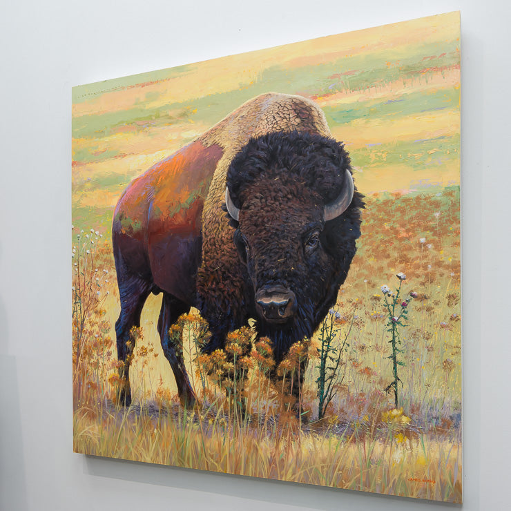 Flat Lands Buffalo | 40" x 40"