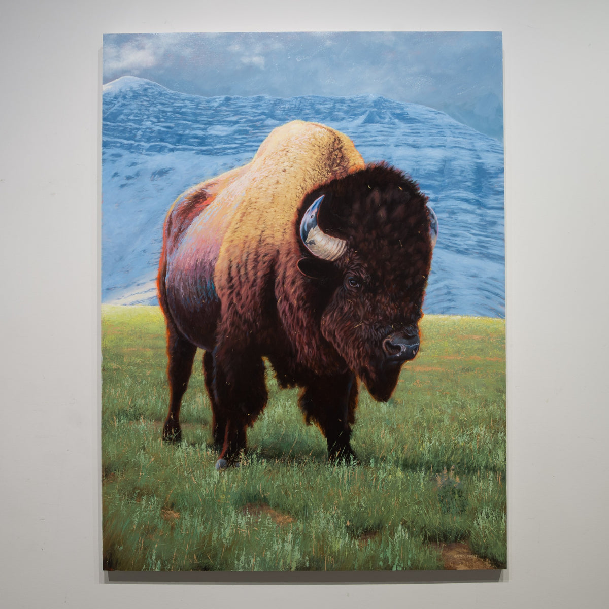 Late Spring by James Wiens, 48 × 36 inch oil on board showing a bison standing in green meadow grass before cool blue mountain slopes.