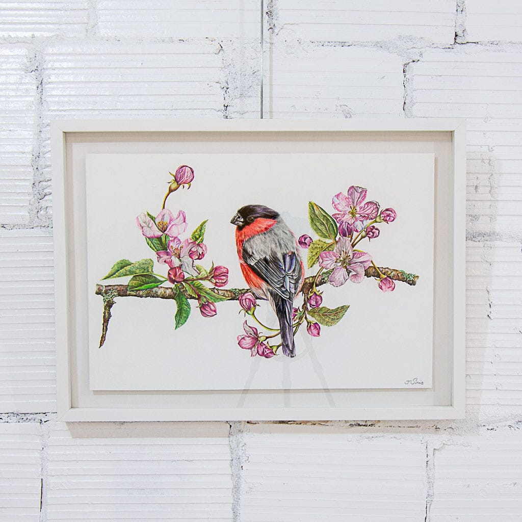 Bullfinch in Spring | 14.5" x 22" Coloured Pencil on Paper Jeannette Sirois