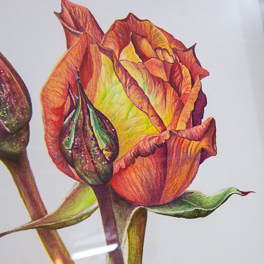 Rose and Buds | 8" x 8" Coloured Pencil on Paper Jeannette Sirois
