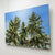 Three Trees | 40" x 54" Oil on Canvas Richard Cole