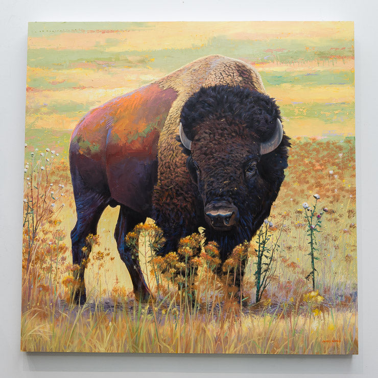 Flat Lands Buffalo | 40" x 40"