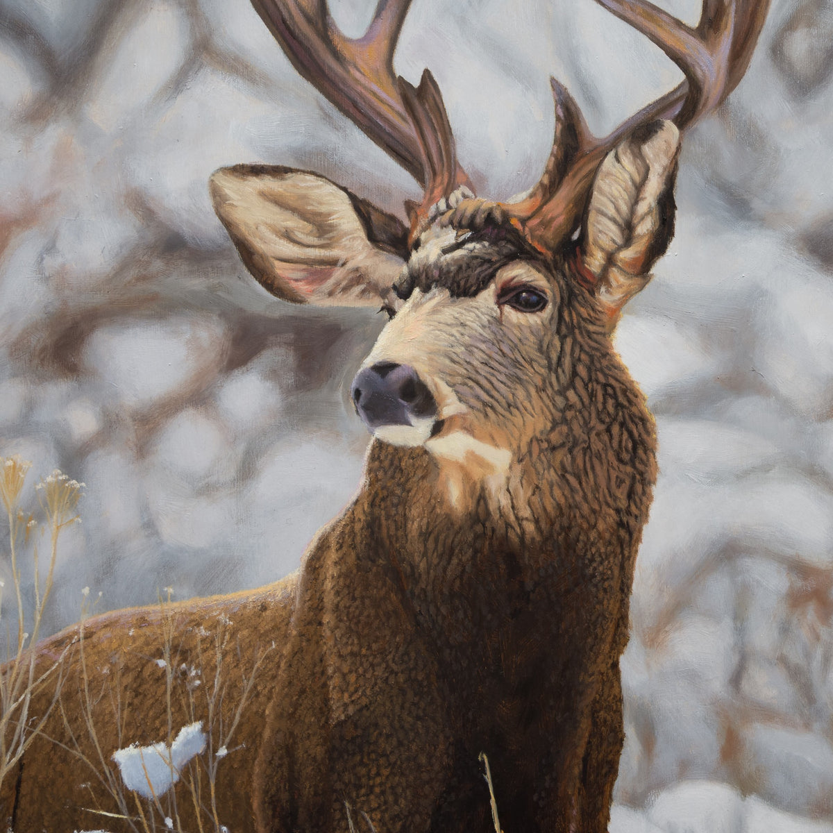Detail of Mule Buck by James Wiens showing the buck’s face, ears and antlers against softly blurred winter branches.