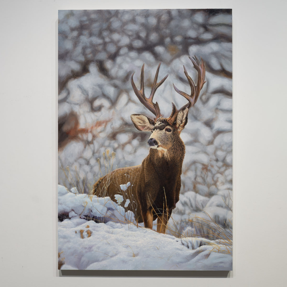 Mule Buck by James Wiens, 36 × 24 inch oil on board showing a mule deer buck standing among snow-covered brush.