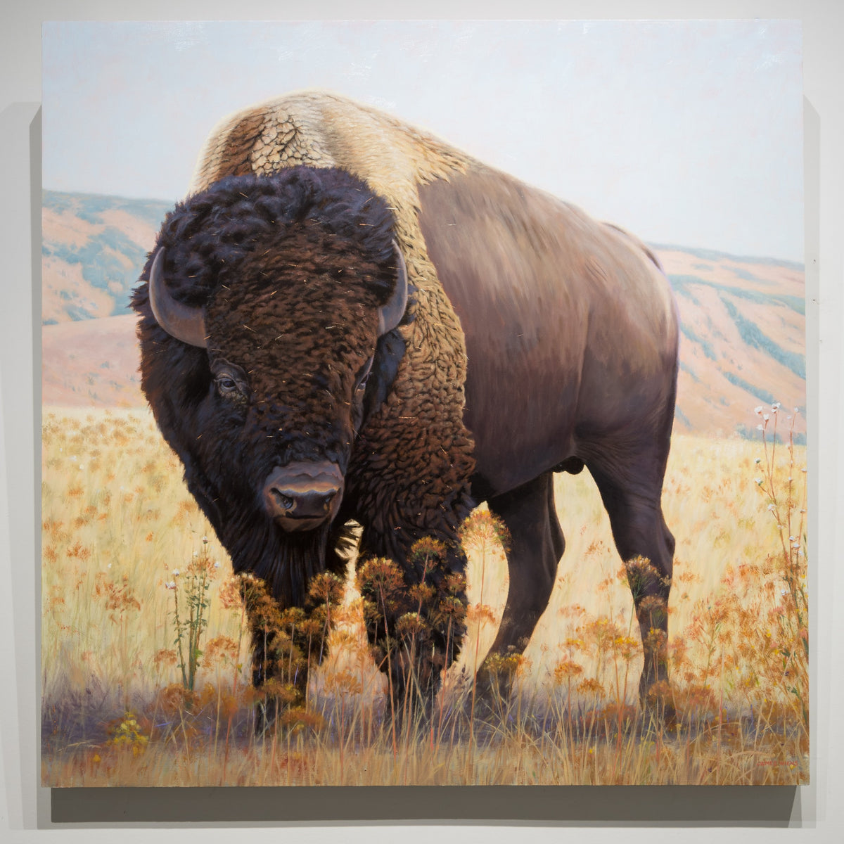 High Plains Brute by James Wiens, 48 × 48 inch oil on board showing a bison standing in pale grass with low rolling hills behind.