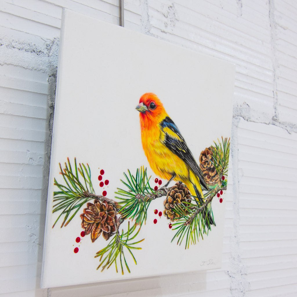 Perched Western Tanager | 10" x 10" Coloured Pencil on Paper Mounted on Aluminium Jeannette Sirois