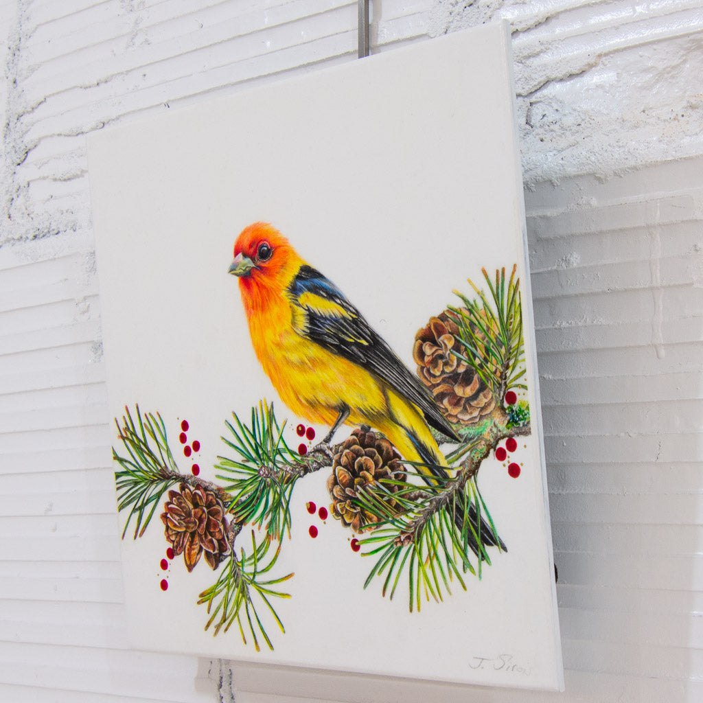 Perched Western Tanager | 10" x 10" Coloured Pencil on Paper Mounted on Aluminium Jeannette Sirois