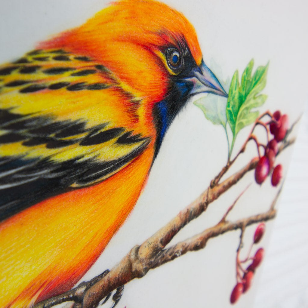 Perched Streaked-Back Oriole | 10" x 10" Coloured Pencil on Paper Mounted on Aluminium Jeannette Sirois