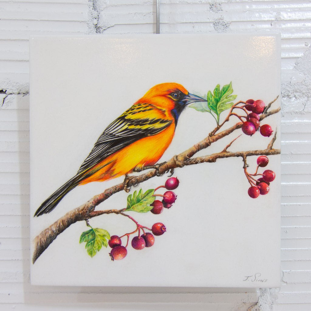 Perched Streaked-Back Oriole | 10" x 10" Coloured Pencil on Paper Mounted on Aluminium Jeannette Sirois