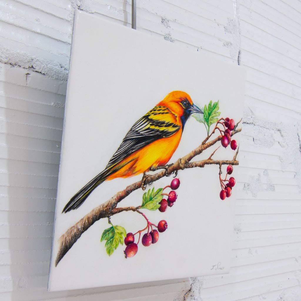 Perched Streaked-Back Oriole | 10" x 10" Coloured Pencil on Paper Mounted on Aluminium Jeannette Sirois