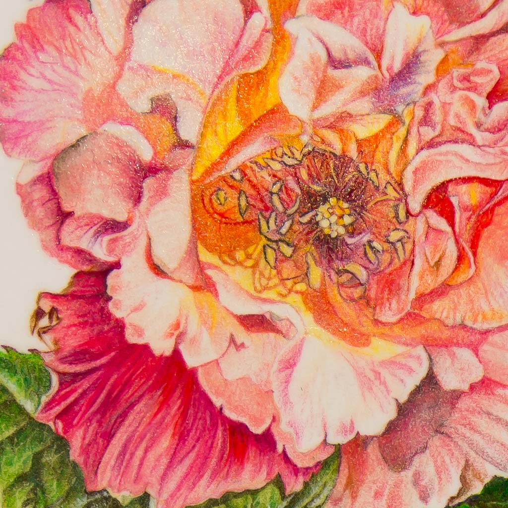 Crystal Rose #1 | 10" x 10" Coloured Pencil on Paper Mounted on Aluminium Jeannette Sirois