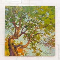 Arbutus Tree