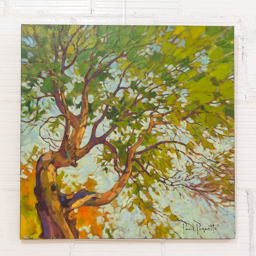 Arbutus Tree | 30" x 30" Oil on Canvas Paul Paquette