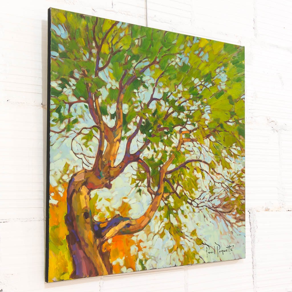 Arbutus Tree | 30" x 30" Oil on Canvas Paul Paquette