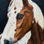 American Paint Horse | 30" x 24" Oil on Board James Wiens