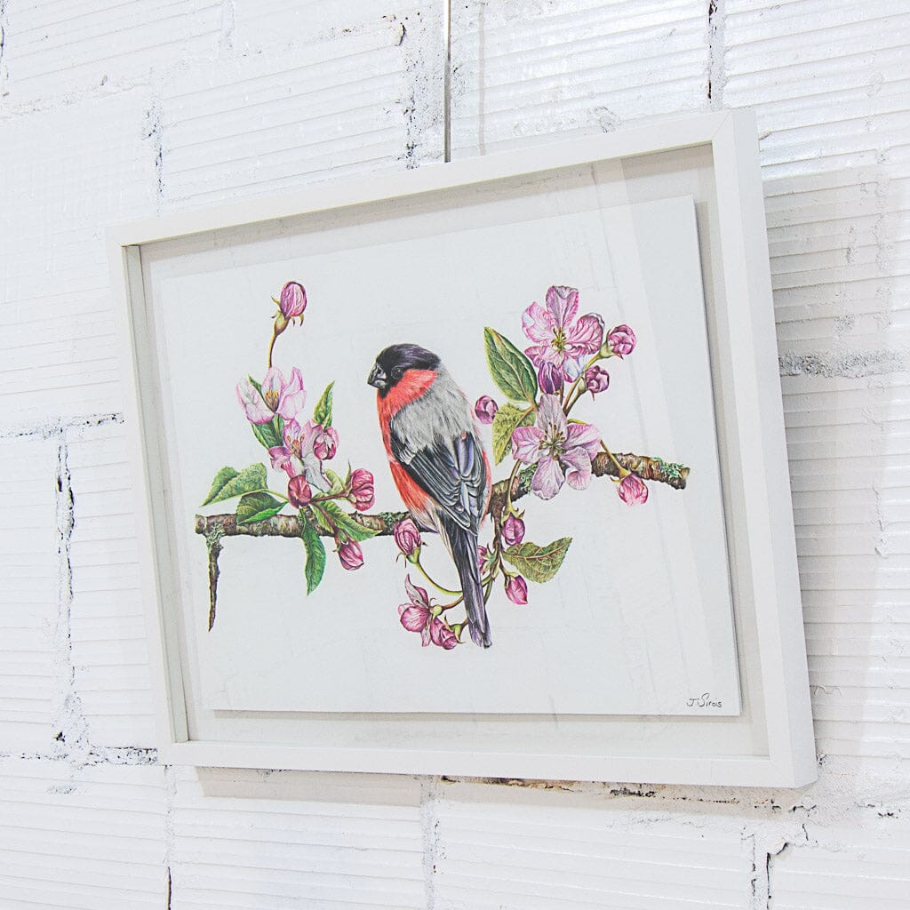 Jeannette Sirois Bullfinch in Spring | 14.5" x 22" Coloured Pencil on Paper