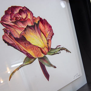 Jeannette Sirois Single Rose | 7" x 7" Coloured Pencil on Paper