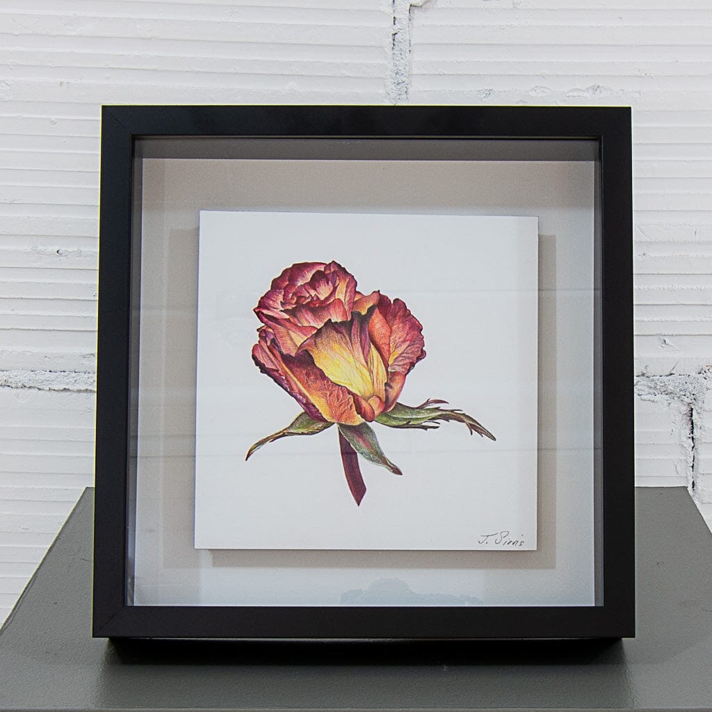 Single Rose | 7&quot; x 7&quot; Coloured Pencil on Paper Jeannette Sirois