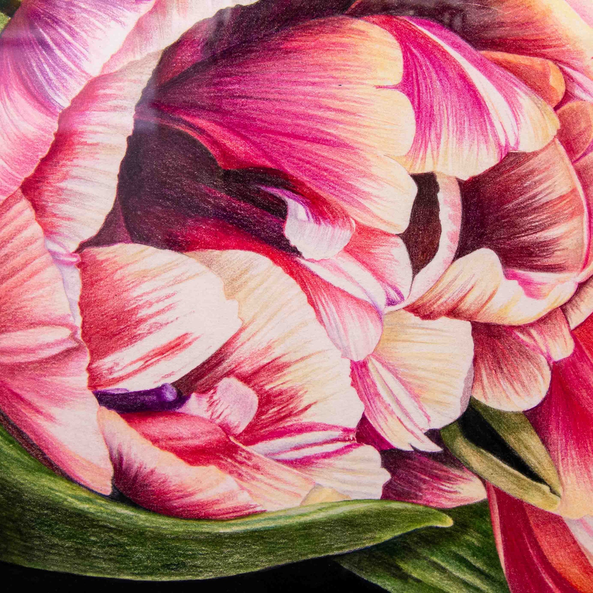 A Gathering of Tulips | 32" x 49" Coloured Pencil on Paper Jeannette Sirois