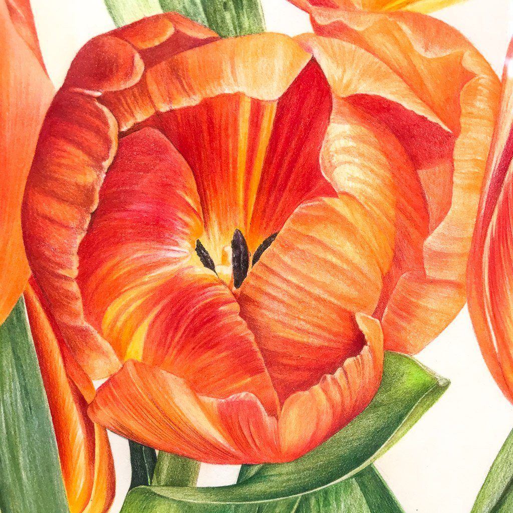Jeannette Sirois Beauty Abounds | 22" x 30" Coloured Pencil on Paper