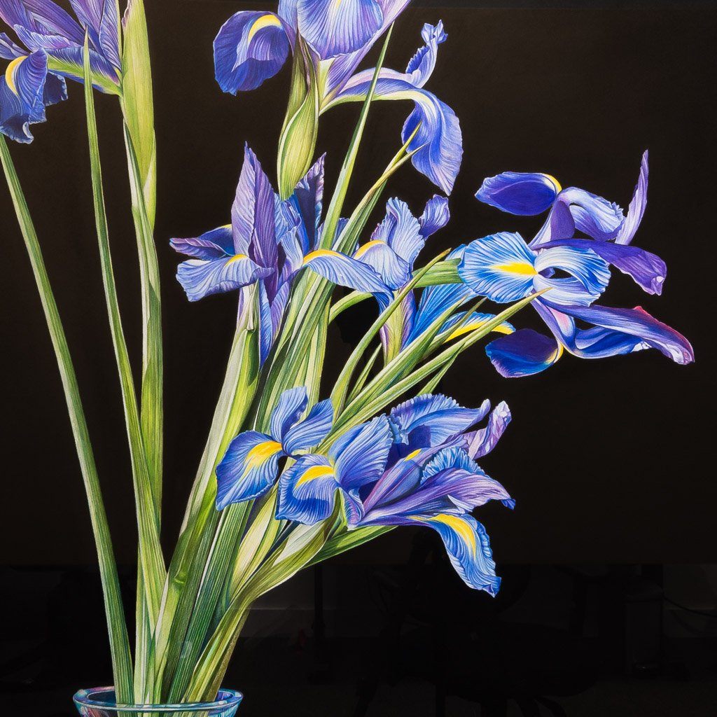 Jeannette Sirois Blue Iris | 48" x 36" Coloured Pencil on Paper