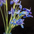 Blue Iris | 48" x 36" Coloured Pencil on Paper Jeannette Sirois