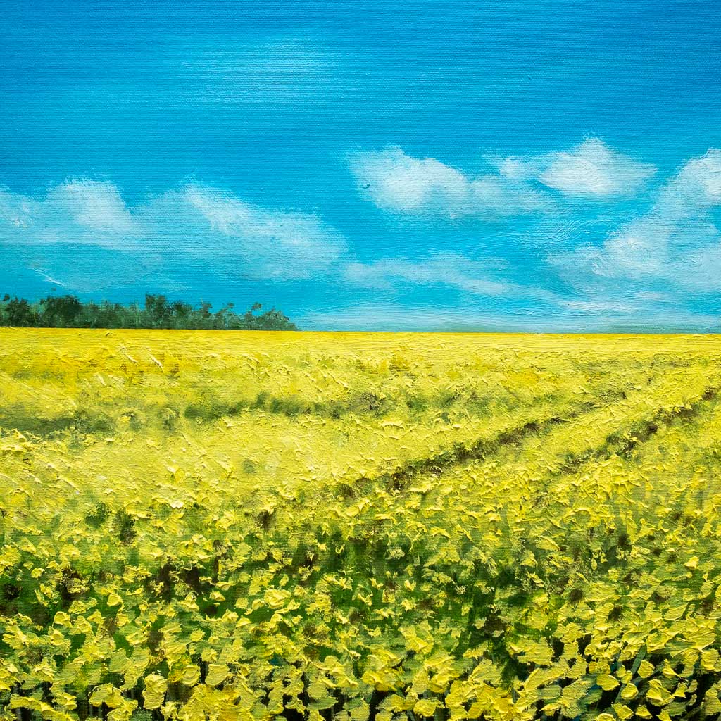 Canola II | 30" x 30" Oil on Canvas Richard Cole