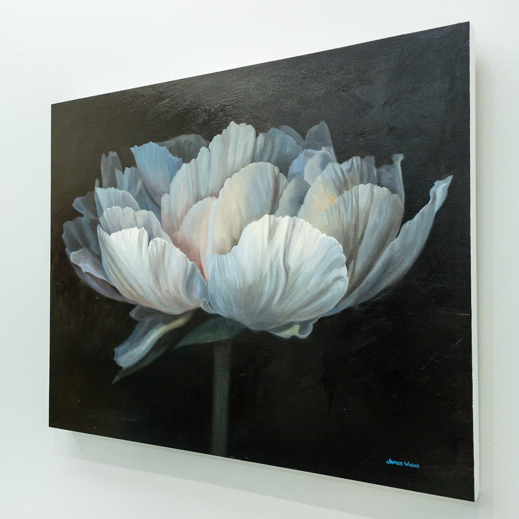 Solitary Peony IV | 24" x 30" Oil on Board James Wiens