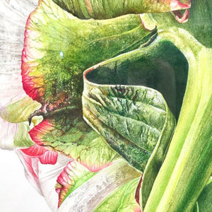 Jeannette Sirois Looking Forward | 42" x 30" Coloured Pencil on Paper